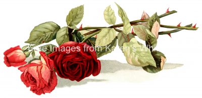 Red Roses 2
