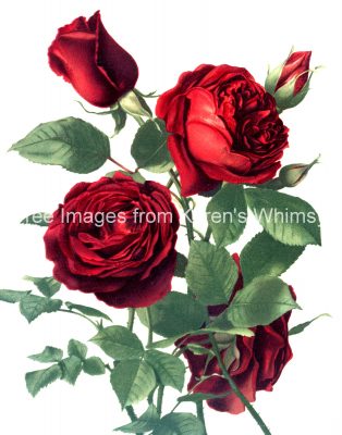 Red Roses 3
