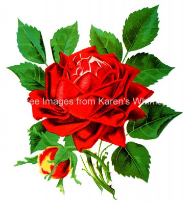 Red Roses 6
