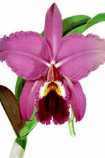 Orchids Clip Art 1 - Measuresiana