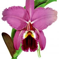 Orchids Clip Art