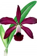 Orchids Clip Art 3 - Cyanthus