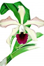 Orchids Clip Art 4 - Macfarlanei