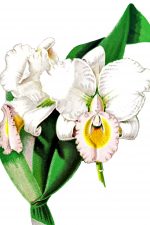 Orchids Clip Art 5 - Miss Mary Measures