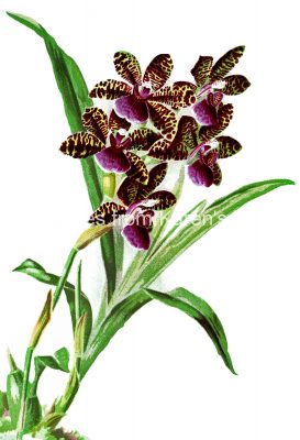 Orchids Clip Art 2 - Woodlandsense