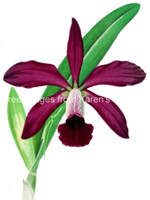 Orchids Clip Art 3 - Cyanthus