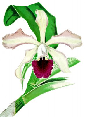Orchids Clip Art 4 - Macfarlanei