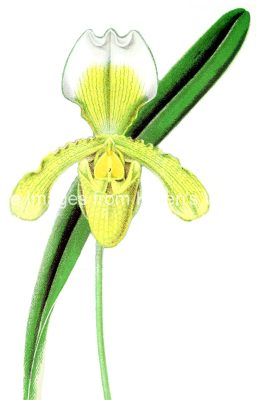 Orchids Clip Art 6 - Sanderae