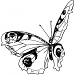 Butterfly Pictures 2 - Black and White Drawing