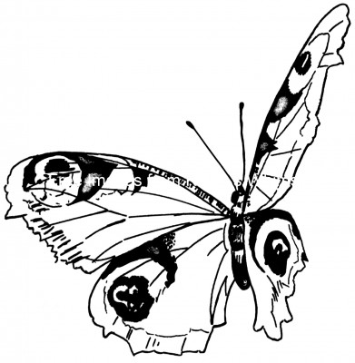 Butterfly Pictures 2 - Black and White Drawing