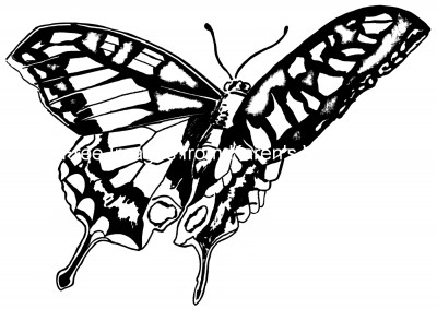 butterfly flying drawing