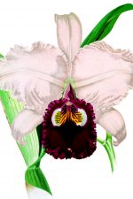 Orchid Images 1 - Measuresiae