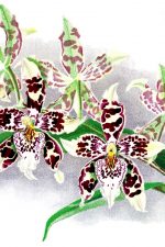 Orchid Images 2 - Harryano Crispum