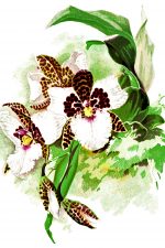 Orchid Images 4 - Rossii Majus