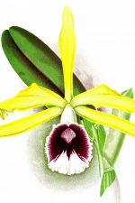 Orchid Images 6 - Tenebrosa