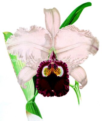 Orchid Images 1 - Measuresiae
