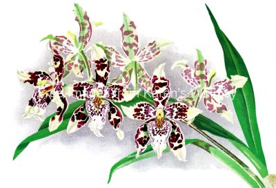 Orchid Images 2 - Harryano Crispum