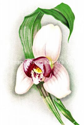 Orchid Images 3 - RH Measures