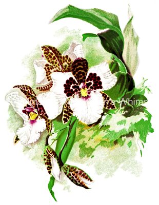 Orchid Images 4 - Rossii Majus