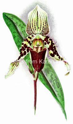 Orchid Images 5 - Rothwellianum