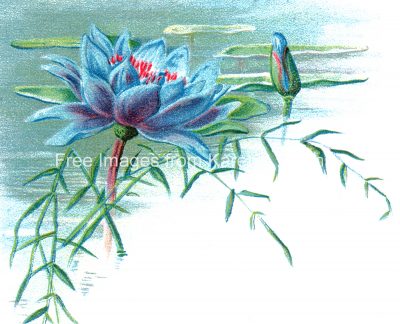 Water Lilies 1