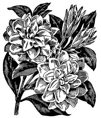 Jasmine 8 - Cape Jasmine Flowers
