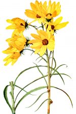 Sunflowers 6