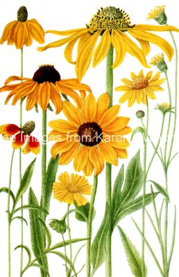 Sunflowers 3