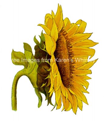 Sunflowers 5
