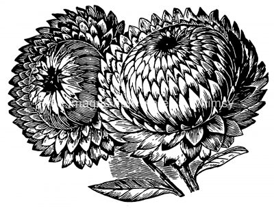 Sunflower Clipart 3