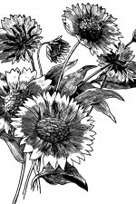 Sunflower Images 4