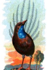 Bird Drawings 1 - Emeu Wren