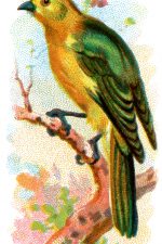 Bird Drawings 10 - Green Yellow Head