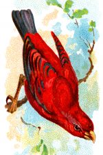 Bird Drawings 13 - Red Sepoy Finch