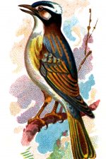 Bird Drawings 15 - Chinese Bulbul
