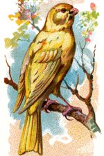 Bird Drawings 16 - Canary Bird