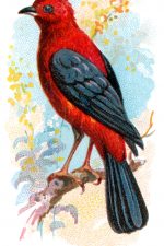 Bird Drawings 17 - Brazilian Tanager
