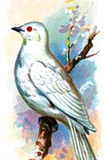 Bird Drawings 18 - White Bell Bird