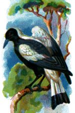 Bird Drawings 3 - Piping Crow-Shrike