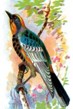 Bird Drawings 8 - Audubons Warbler