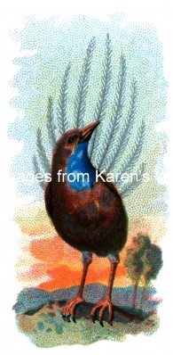 Bird Drawings 1 - Emeu Wren