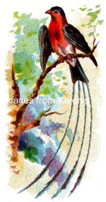 Bird Drawings 4 - Shaft-Tailed Bunting
