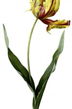 Tulip Drawings 5 - Parrot Tulip