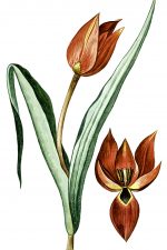 Tulip Drawings 6 - Scarlet Tulip