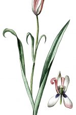 Tulip Drawings 8 - Persian Tulip