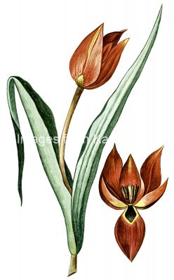 Tulip Drawings 6 - Scarlet Tulip