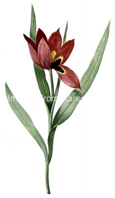 Tulip Drawings 9 - Tulipa Oculus Colis
