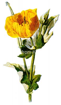 Poppy Flower Images 1