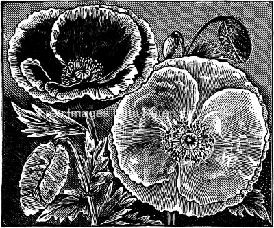 Poppy Flower Images 8