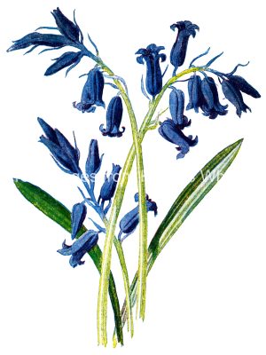 Wildflowers 3 - Blue Hyacinth